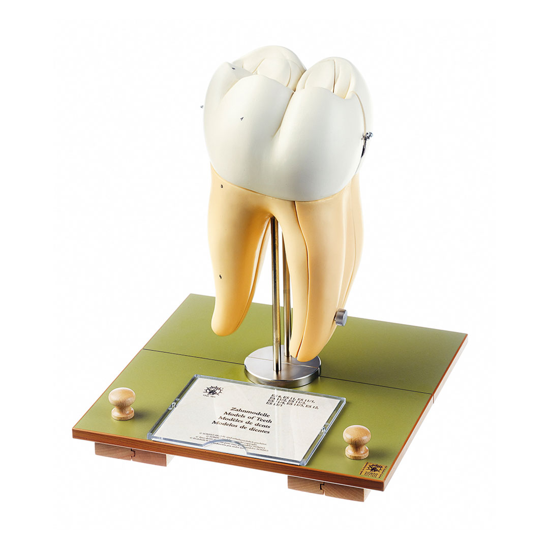 SOMSO® Erster Mahlzahn (unten rechts)*