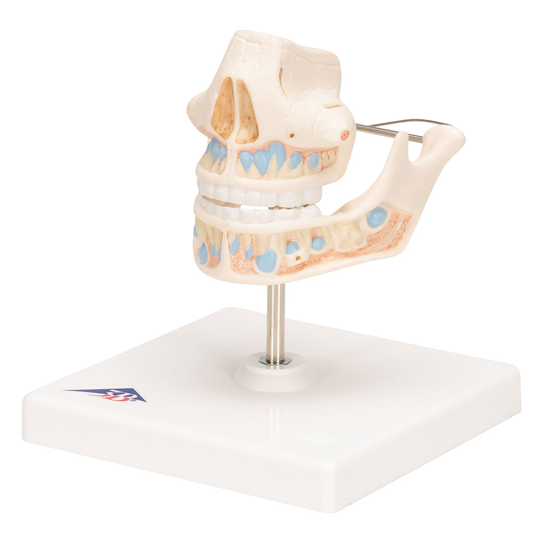 3B SCIENTIFIC Ober- und Unterkiefer, Kind (VE282)