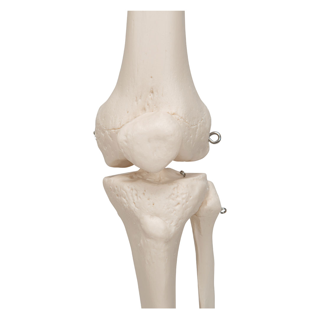 3B SCIENTIFIC Skelett Stan, Standard mit 5-Rollenstativ (A10)