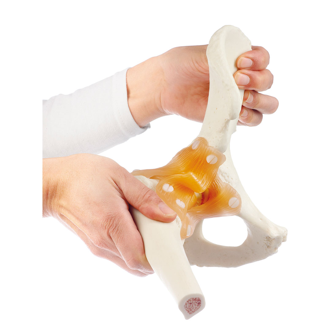 SOMSO® Funktionsmodell Hüftgelenk
