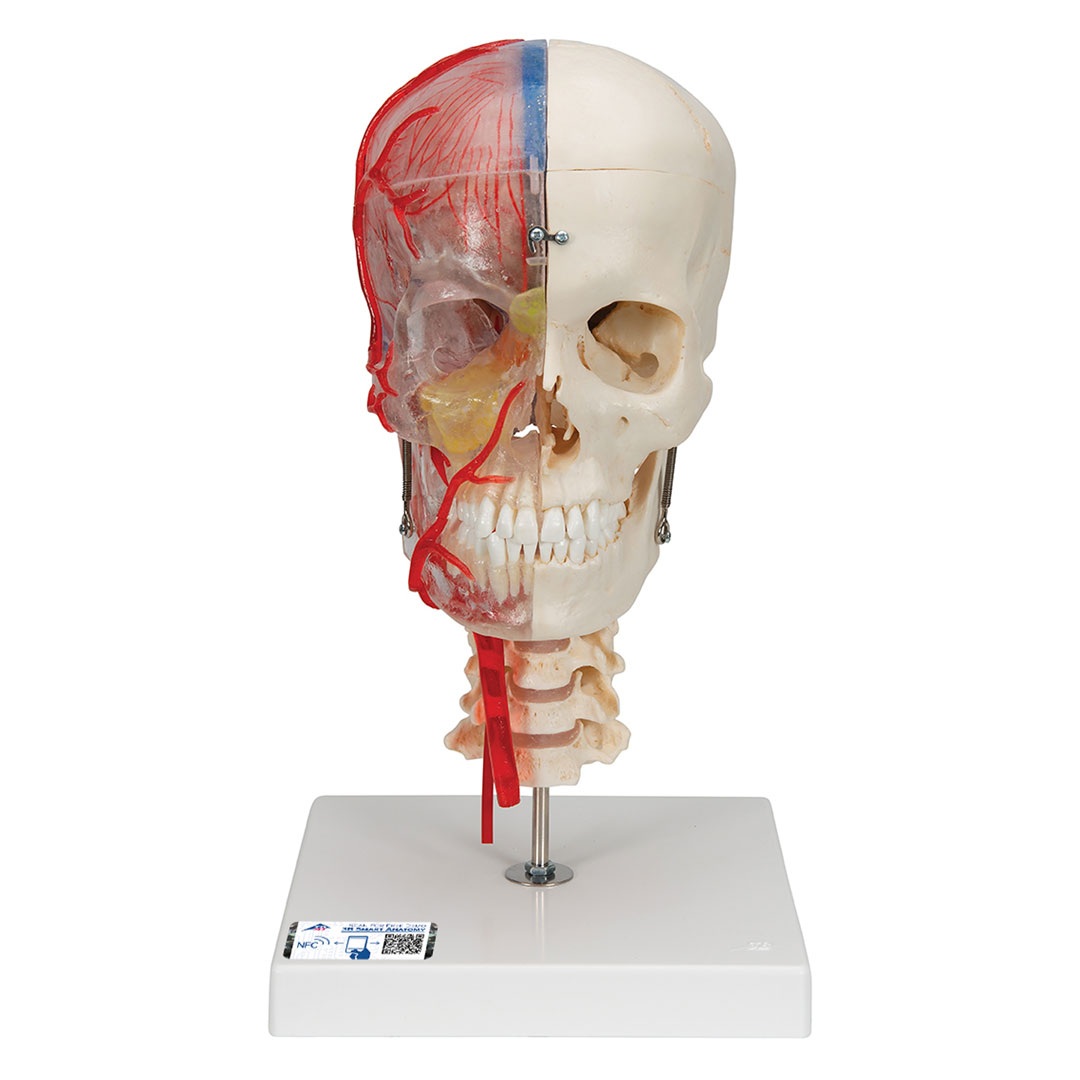 3B SCIENTIFIC Schädel BONElike  7-teilig (A283)