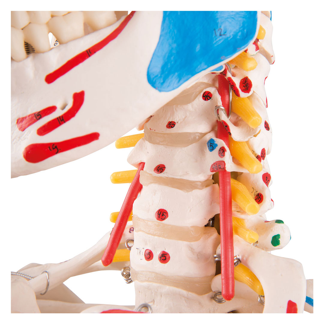 3B SCIENTIFIC Skelett Sam, mit Gelenkbändern, Muskelursprung etc. (A13)