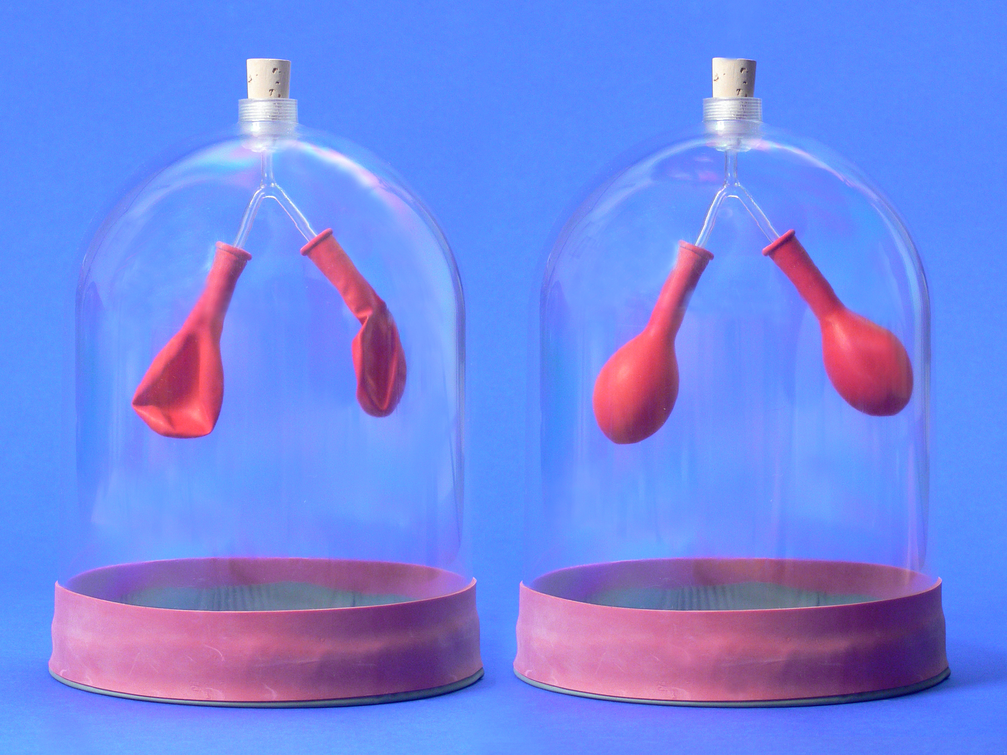 Menschliche Lunge, Funktionsmodell