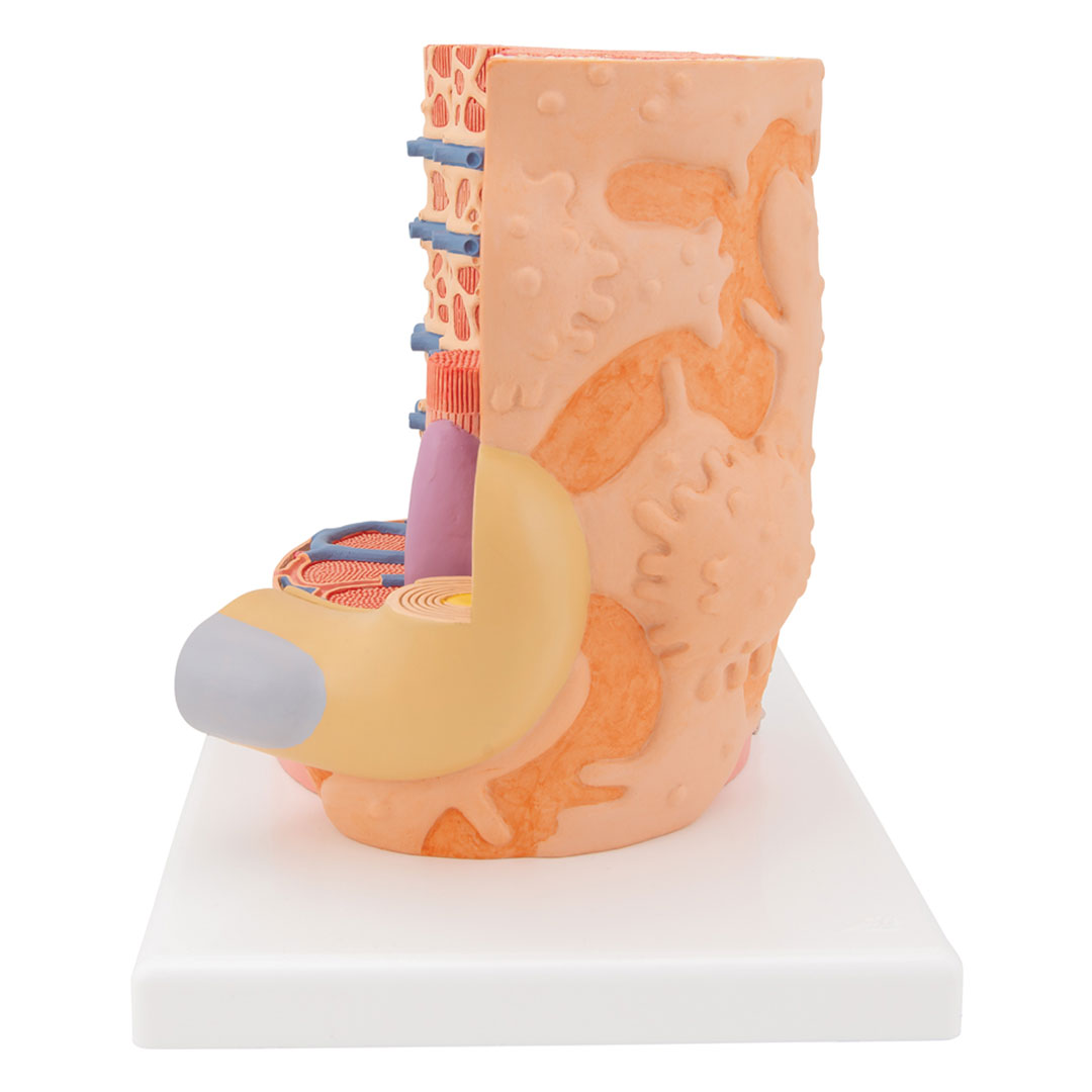 3B SCIENTIFIC MICROanatomy Muskelfaser (B60) 3B SCIENTIFIC MICROanatomy Muskelfaser (B60)