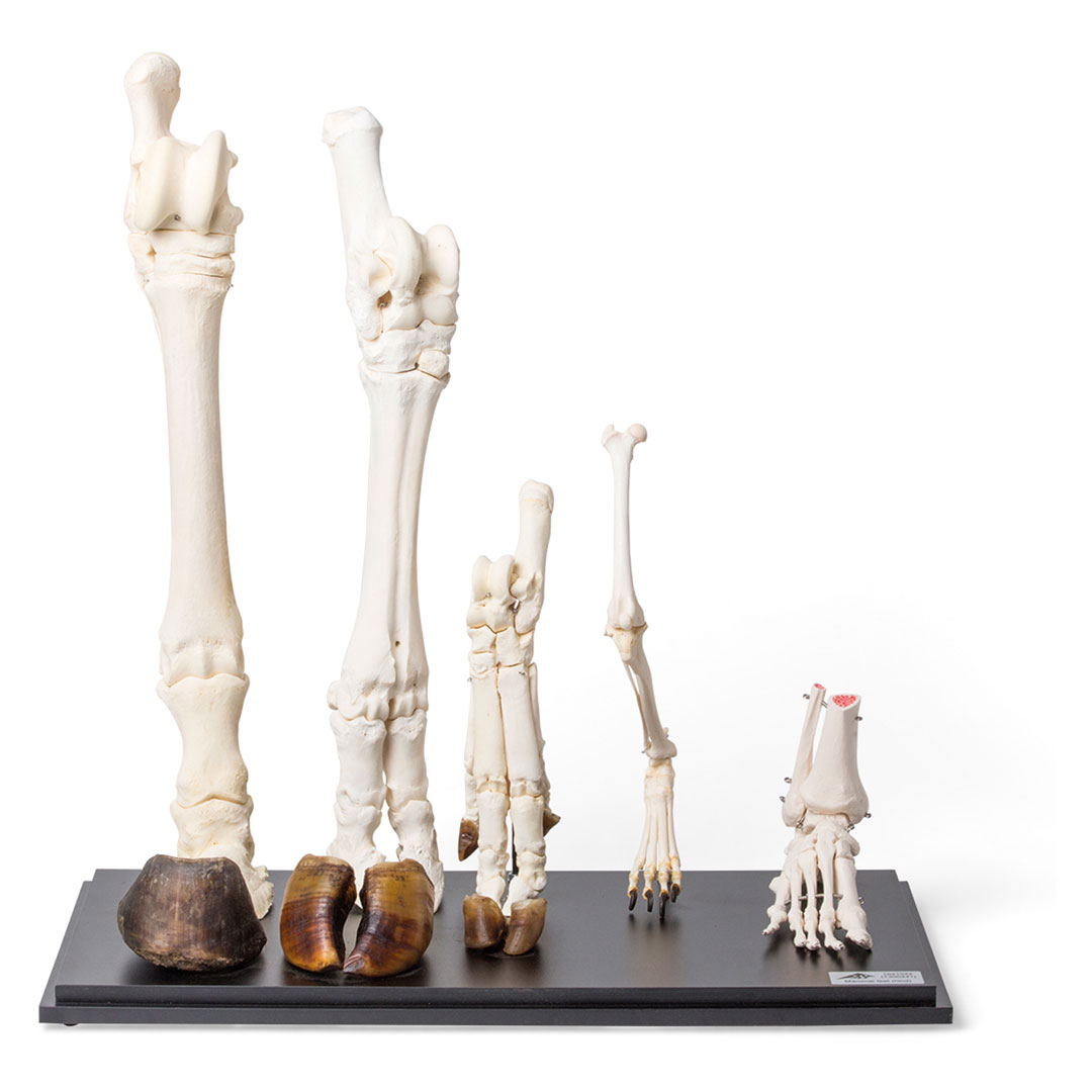 3B SCIENTIFIC Fussformen von Säugetieren Hinterläufe (T300241)