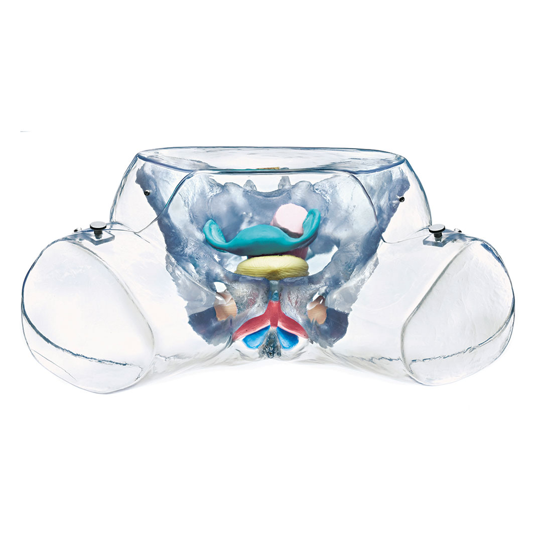 SOMSO® Weibl. Sexualorgane, transparent, Modell