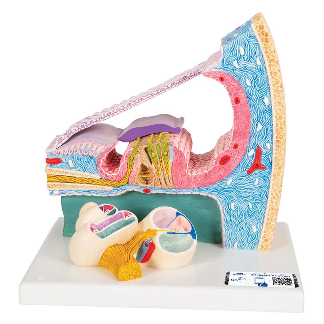 3B SCIENTIFIC Cortisches Organ (E14), 26x19x26cm