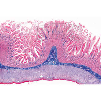 Dünndarm vom Säugetier quer, Mikropräparat