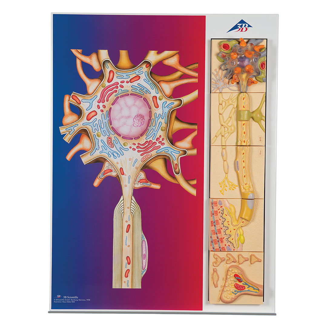 3B SCIENTIFIC Nervenphysioloige-Serie, 5 magn.Modelle (C40)