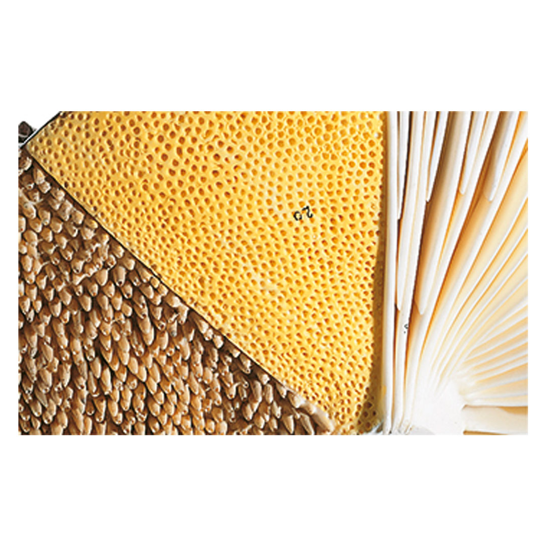 SOMSO® Aufbau von Hutpilzen,Modell