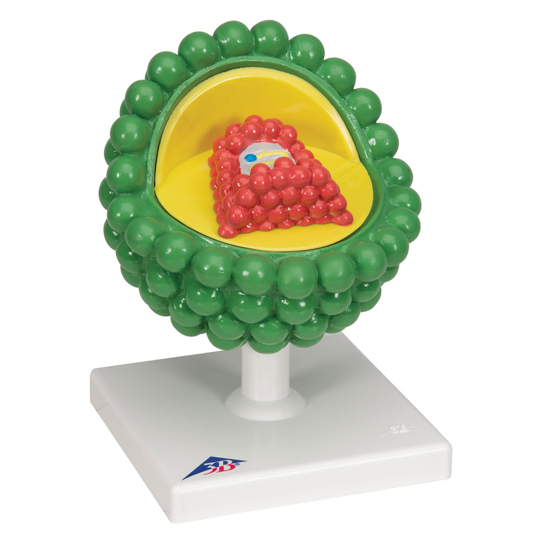 3B SCIENTIFIC Aids-Virus, vergr. 1 000 000x (L40)