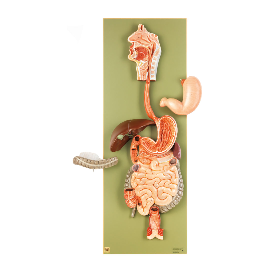 SOMSO® Verdauungsapparat mit Magen zum Öffnen, Relief, 3-teilig