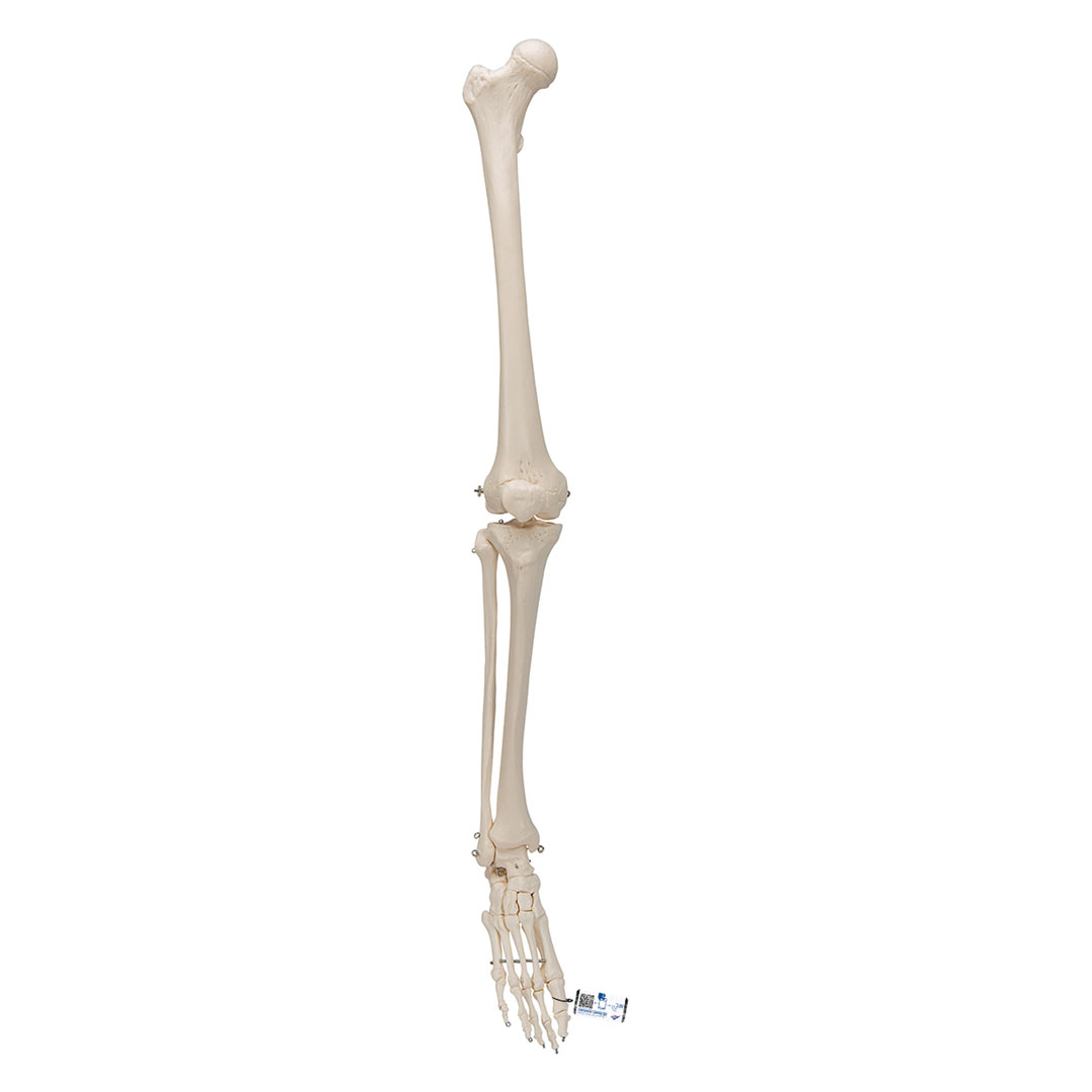 3B SCIENTIFIC Beinskelett Modell mit Fuß (A35R)