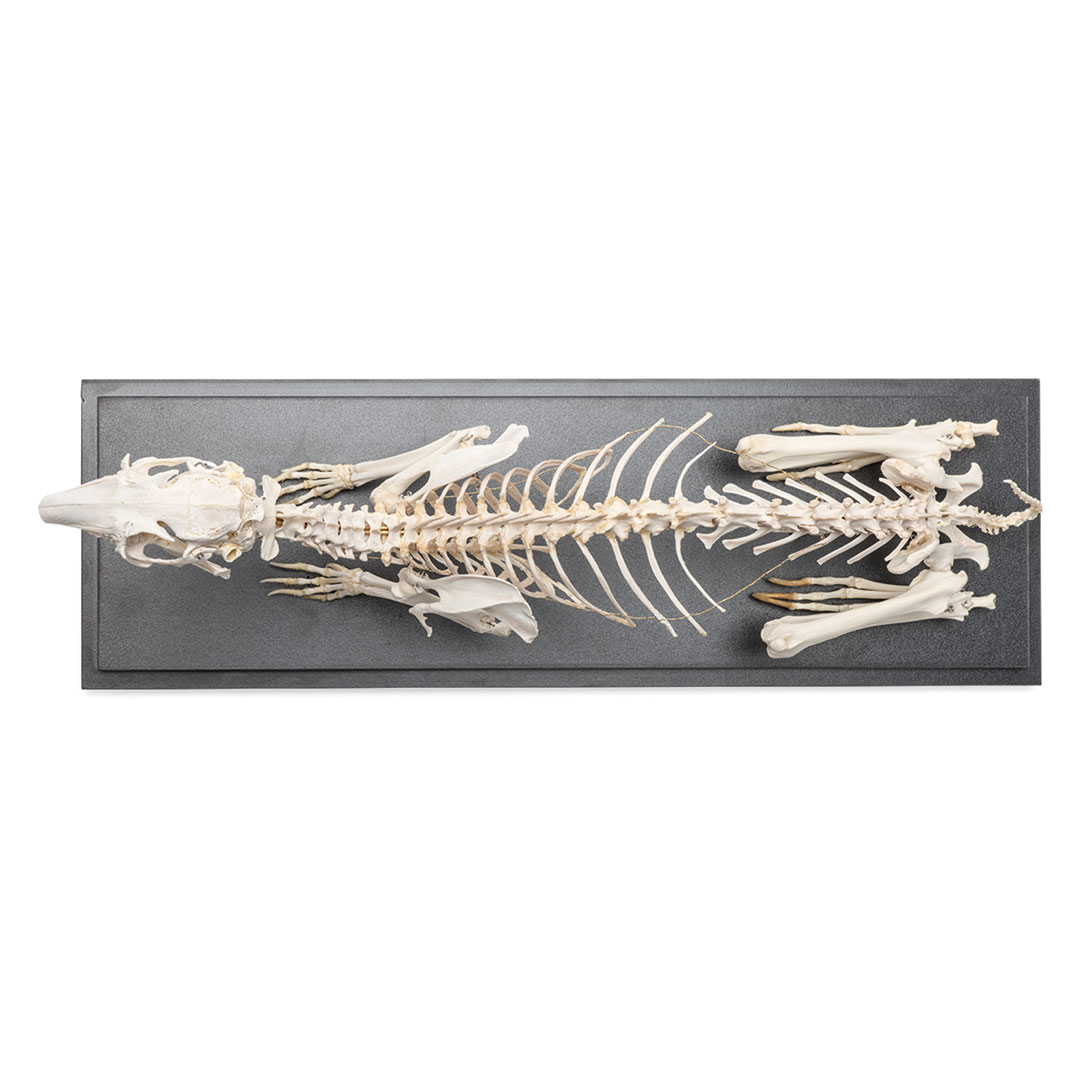 3B SCIENTIFIC Kaninchen Skelett auf Sockel