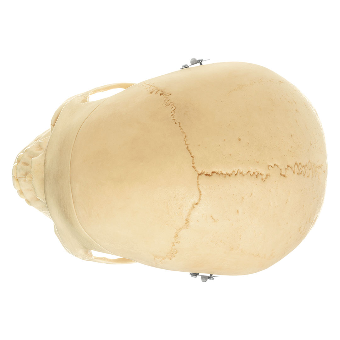 SOMSO® SCHÄDEL, weiblich