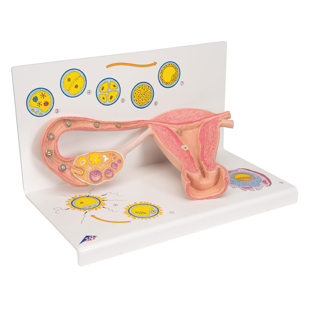 3B SCIENTIFIC Stadien Befruchtung+Keimesentwicklung (L01)