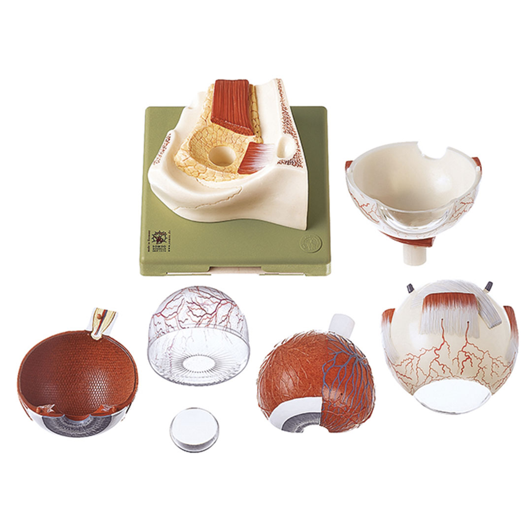 SOMSO® Augapfel, ca. 5fach vergrössert