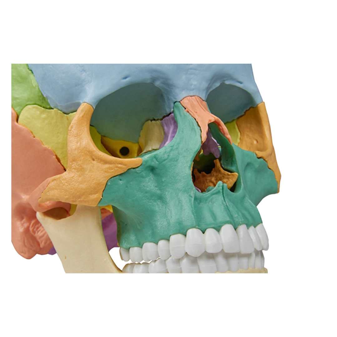 ERLER ZIMMER Osteopathie-Schädelmodell, 22-teilig, didaktische Ausführung - EZ Augmented Anatomy