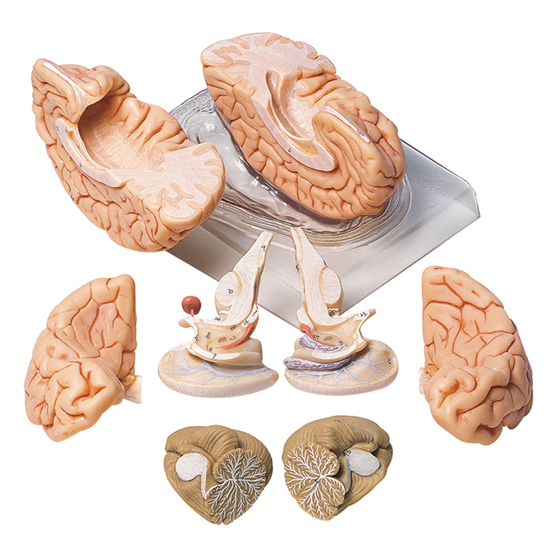 SOMSO® Gehirn, 8-tlg. auf Sockel