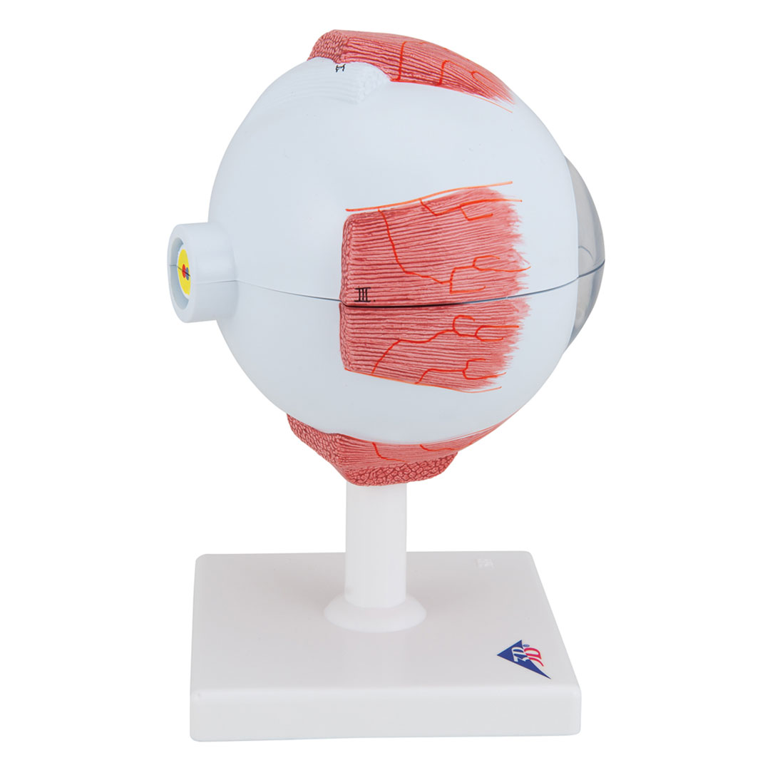 3B SCIENTIFIC Auge, 6-tlg., 5-fach vergr. (F10), Riesenauge