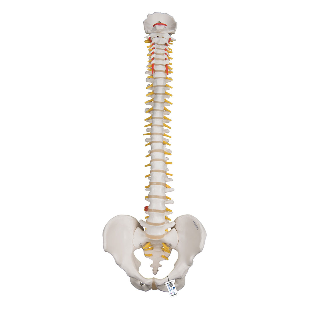 3B SCIENTIFIC Wirbelsäule für starke Beanspruchung, H=74cm (A59/1)
