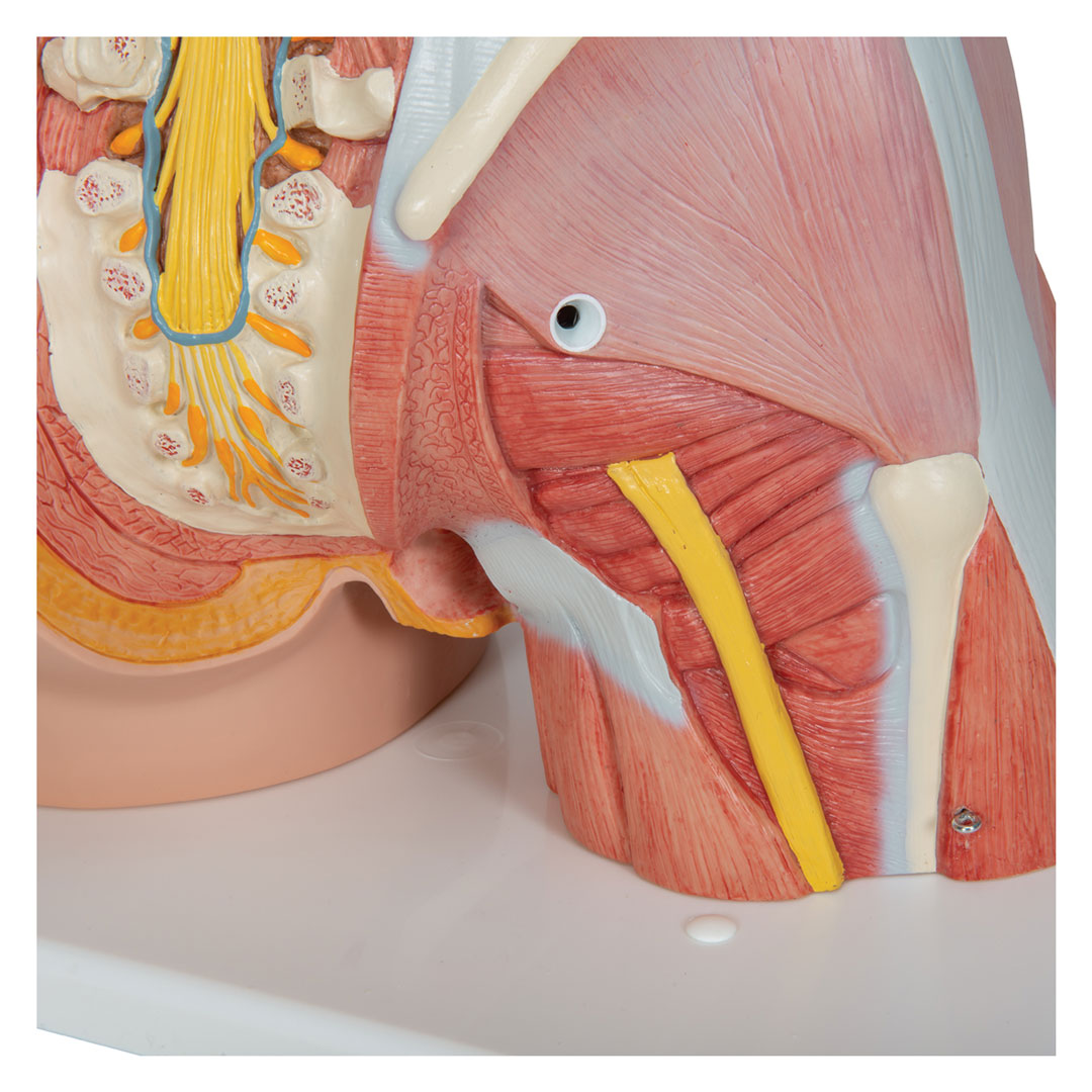 3B SCIENTIFIC Torso m.Kopf, Super-Muskel-Torso, 30 T. (B40)