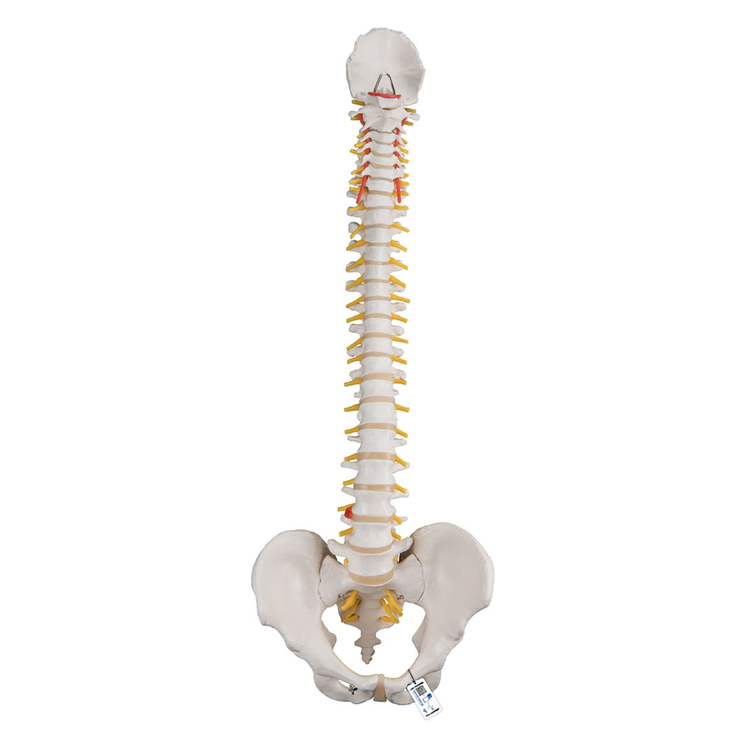 3B SCIENTIFIC Wirbelsäule Klassik, flexibel, ohne Stativ (A58/1)