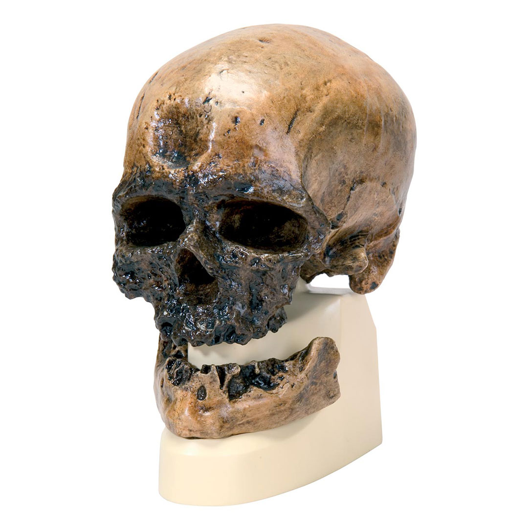 3B SCIENTIFIC Cro Magnon/Alter ca. 25000J.