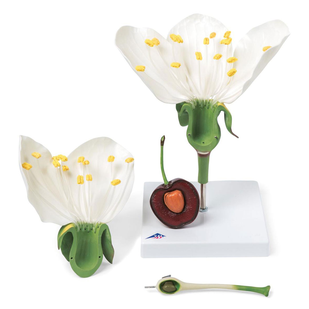 3B SCIENTIFIC Kirschblüte mit Frucht (T21019), 7-fach, 3-teilig