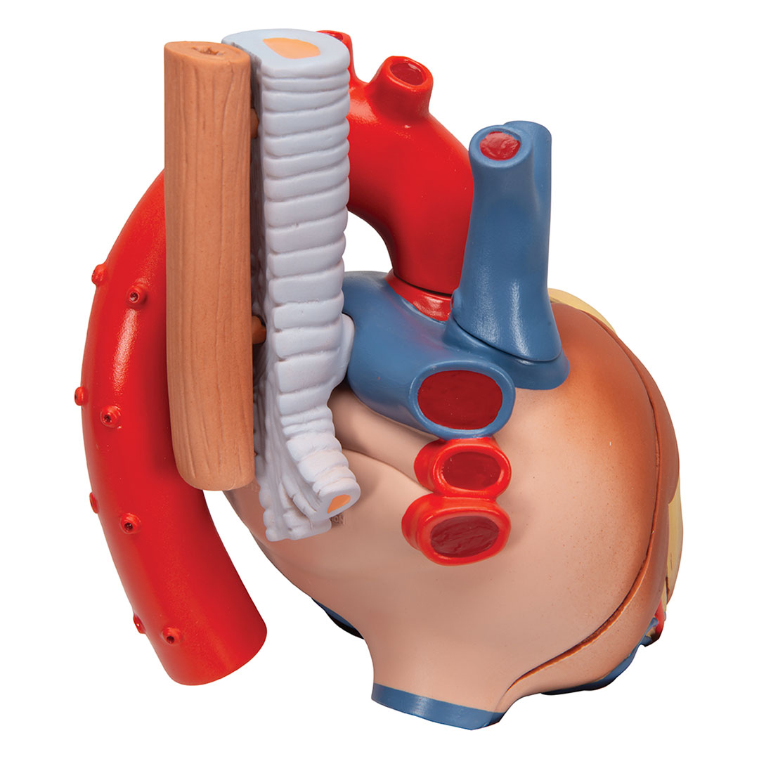 3B SCIENTIFIC Herz, natürl. Grösse, 7-tlg. (VD253)