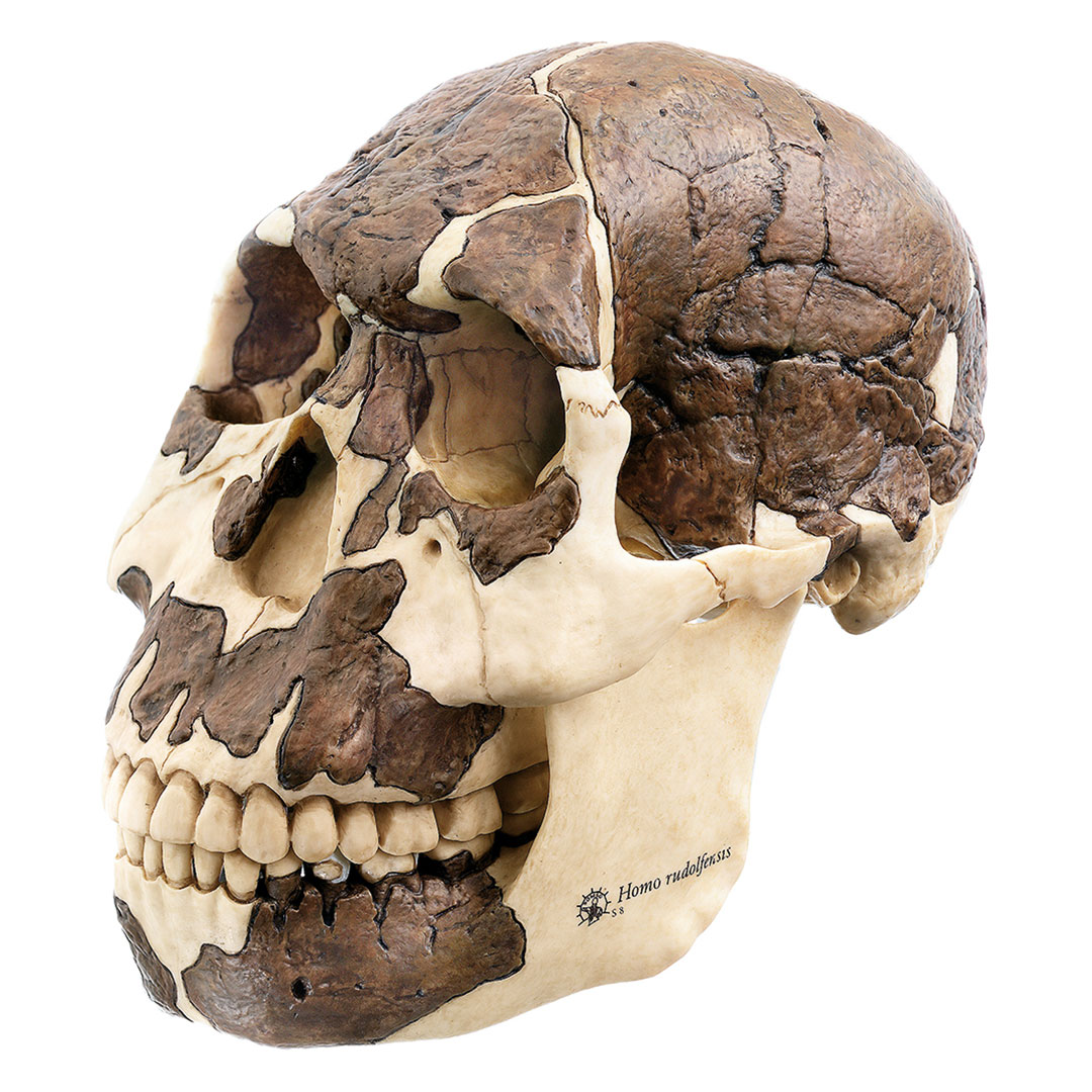 SOMSO® Schädelrekonstruktion von H. rudolfensis