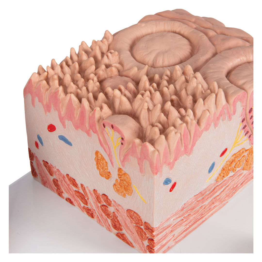 3B SCIENTIFIC MICROanatomy Zunge (D17)