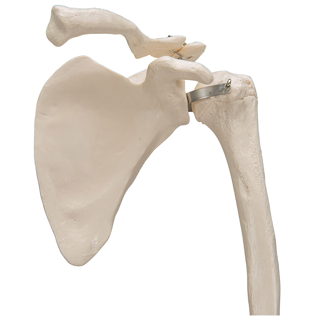 3B SCIENTIFIC Armskelett Modell mit Schulterblatt und Schlüsselbein