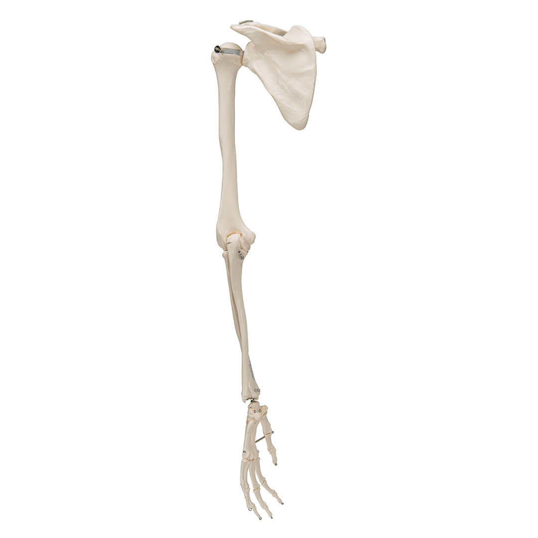 3B SCIENTIFIC Armskelett rechts mit Schulterblatt und Schlüsselblatt (A46)