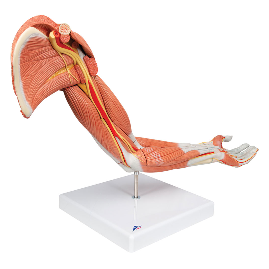 3B SCIENTIFIC Muskelarm, 6-teilig 3B SCIENTIFIC Muskelarm, 6-teilig