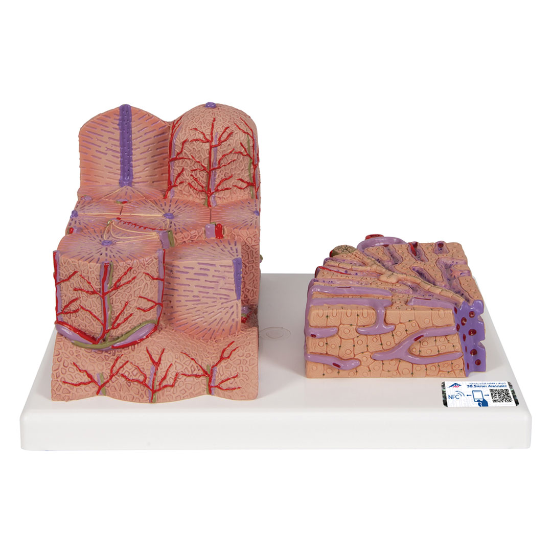3B SCIENTIFIC Leber, MICROanatomy (K24)