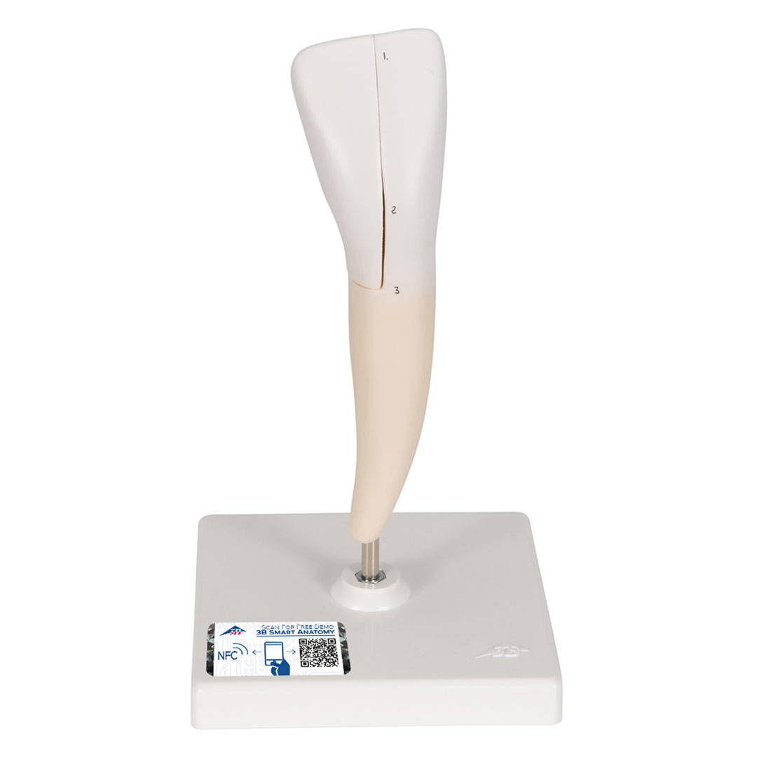 3B SCIENTIFIC Schneidezahn, unten (D10/1)