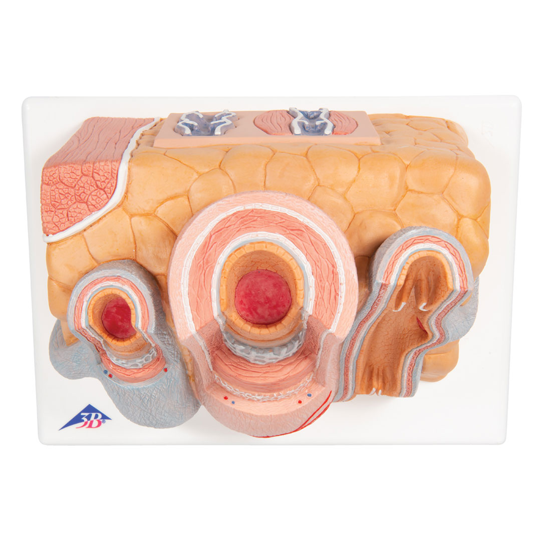 3B SCIENTIFIC Arterie und Vene (G42)