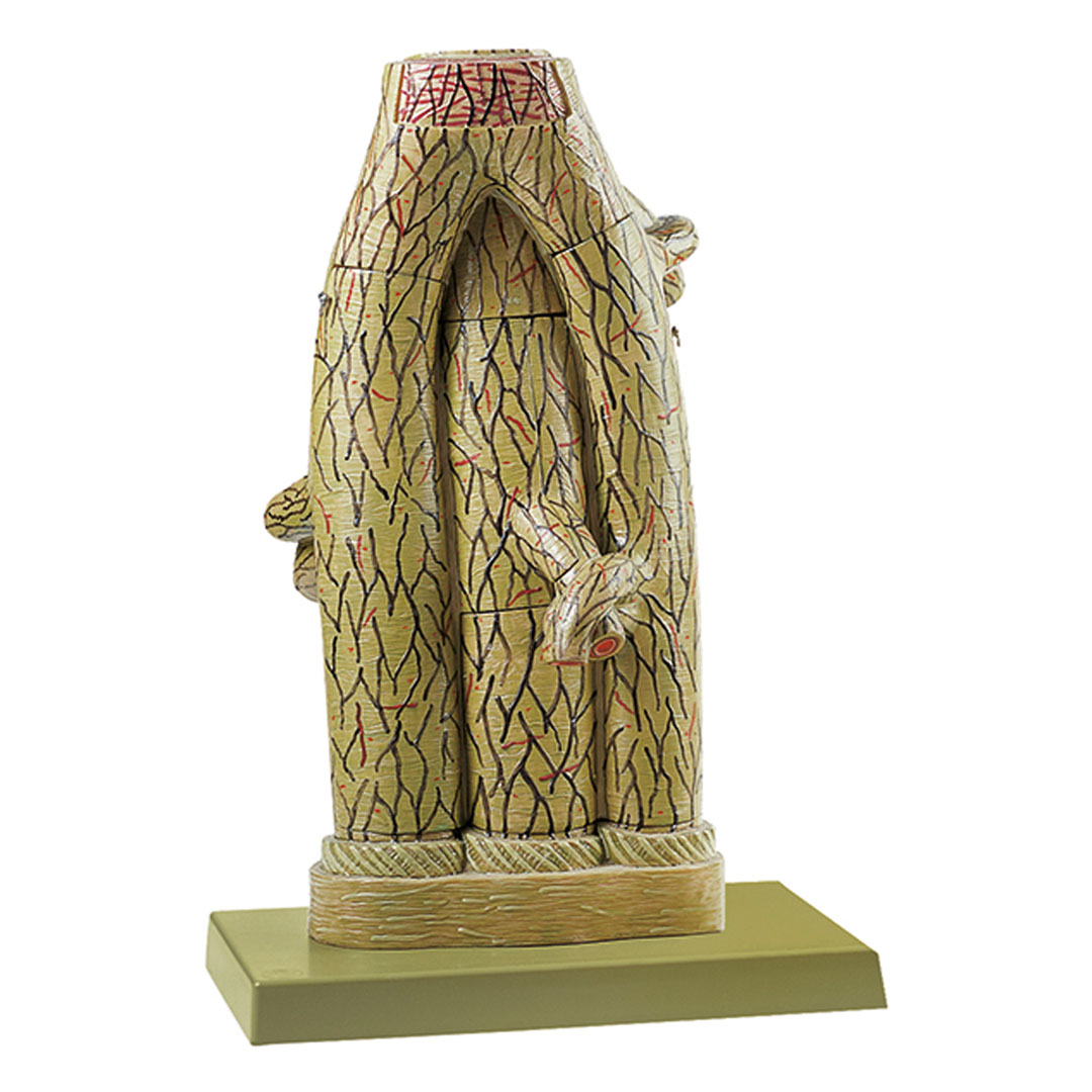 SOMSO® Arterie/Vene (Feinbau), Modell