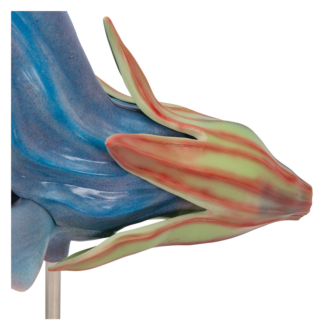 3B SCIENTIFIC Wiesensalbei (T21024)