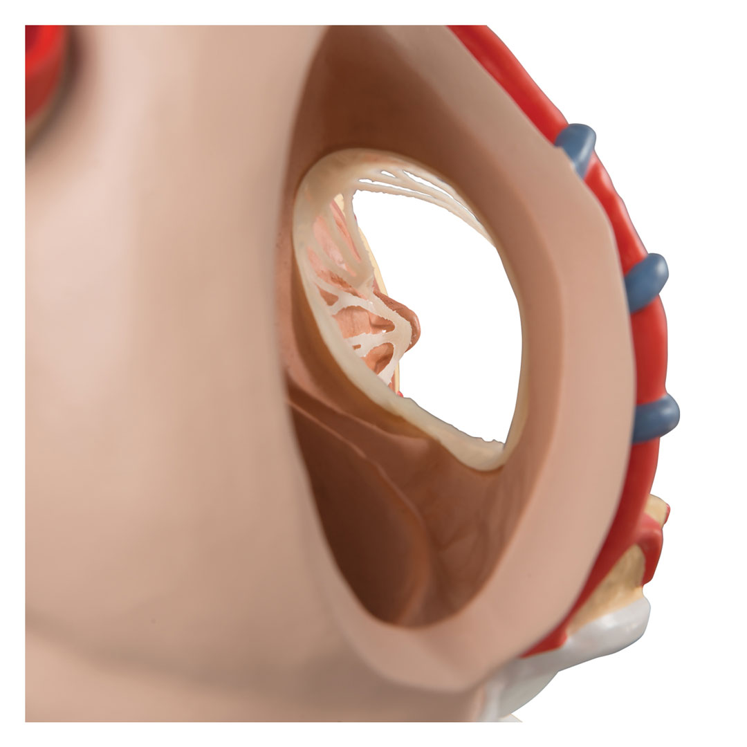 3B SCIENTIFIC Herz, 3-fache Grösse, 10-tlg. (VD251)