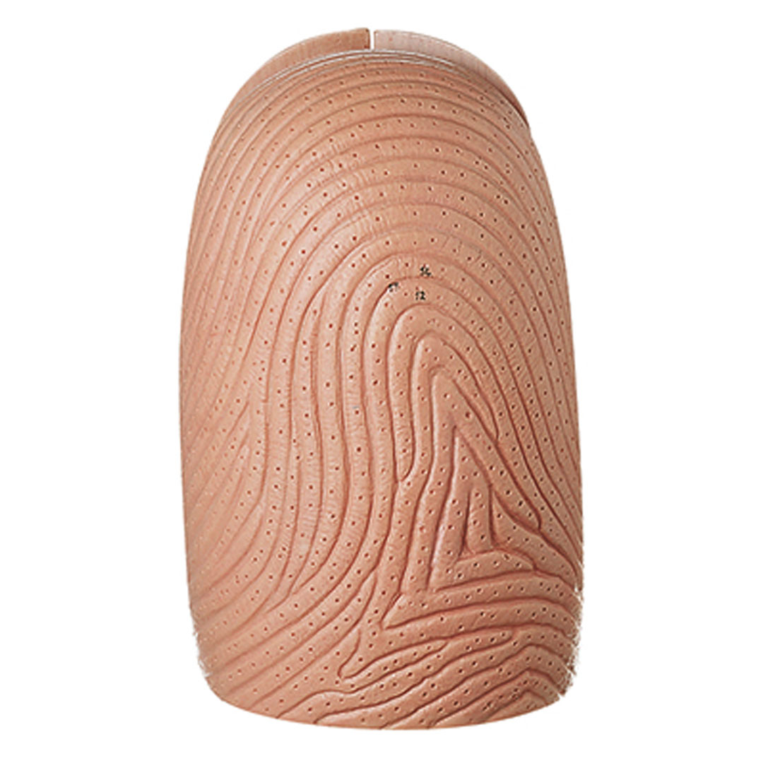 SOMSO® Fingernagel, 10fach vergrössert