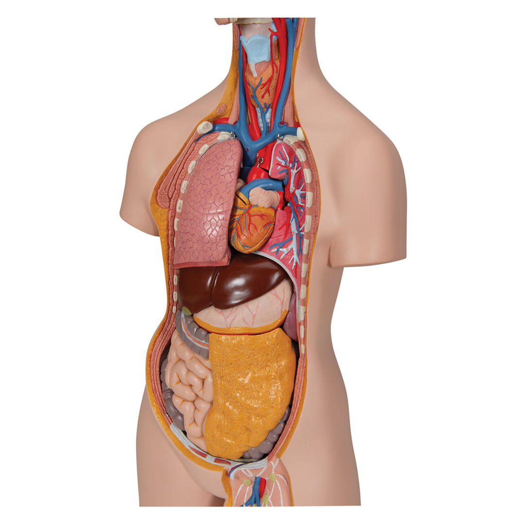 3B SCIENTIFIC Schultorso mit Kopf, 14-teilig (B13)