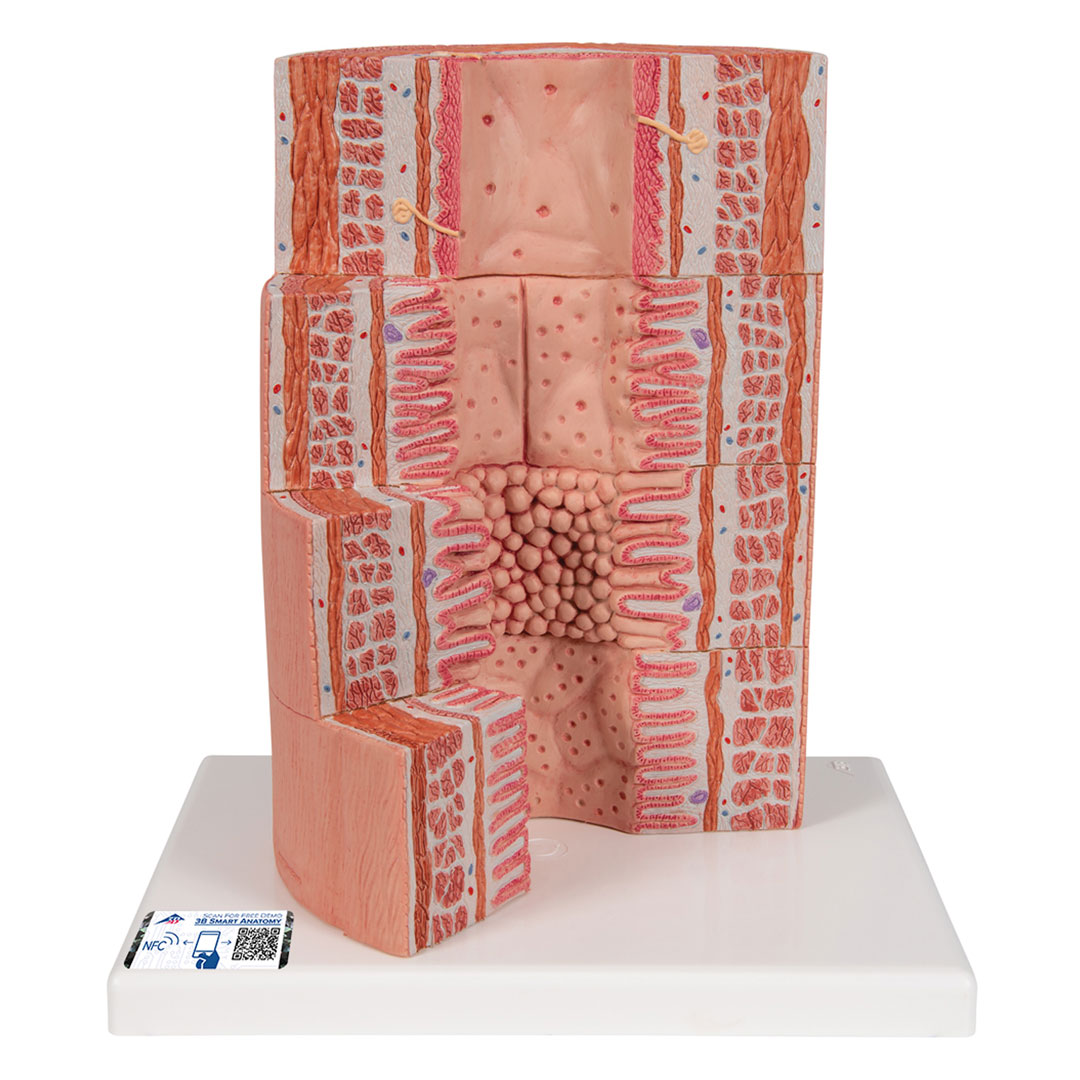 3B SCIENTIFIC Verdauungstrakt/MICROanatomy (K23)