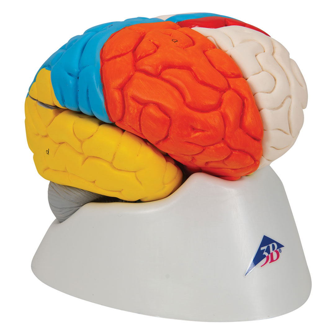 3B SCIENTIFIC Gehirn-Funktionsmod., 8-tlg. (C22)