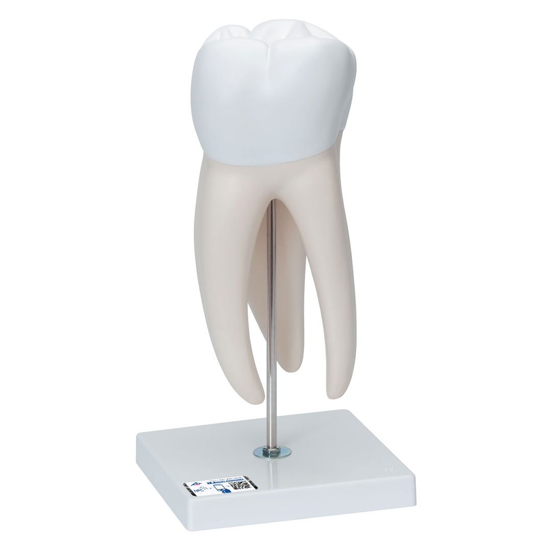 3B SCIENTIFIC Mahlzahn, oben, dreiwurzelig, 5-tlg. (D15)