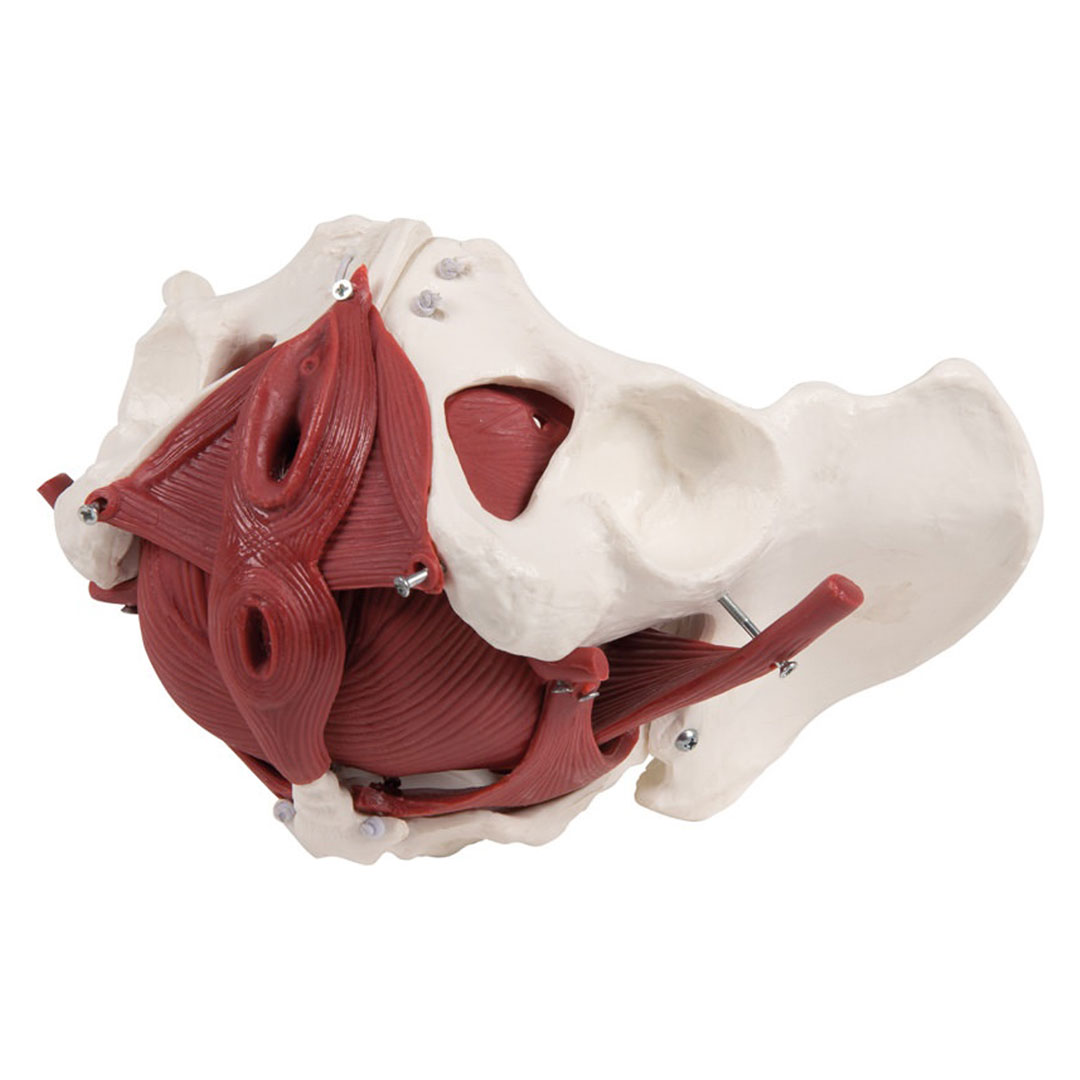 ERLER ZIMMER Beckenbodenmodell weiblich, 12-teilig