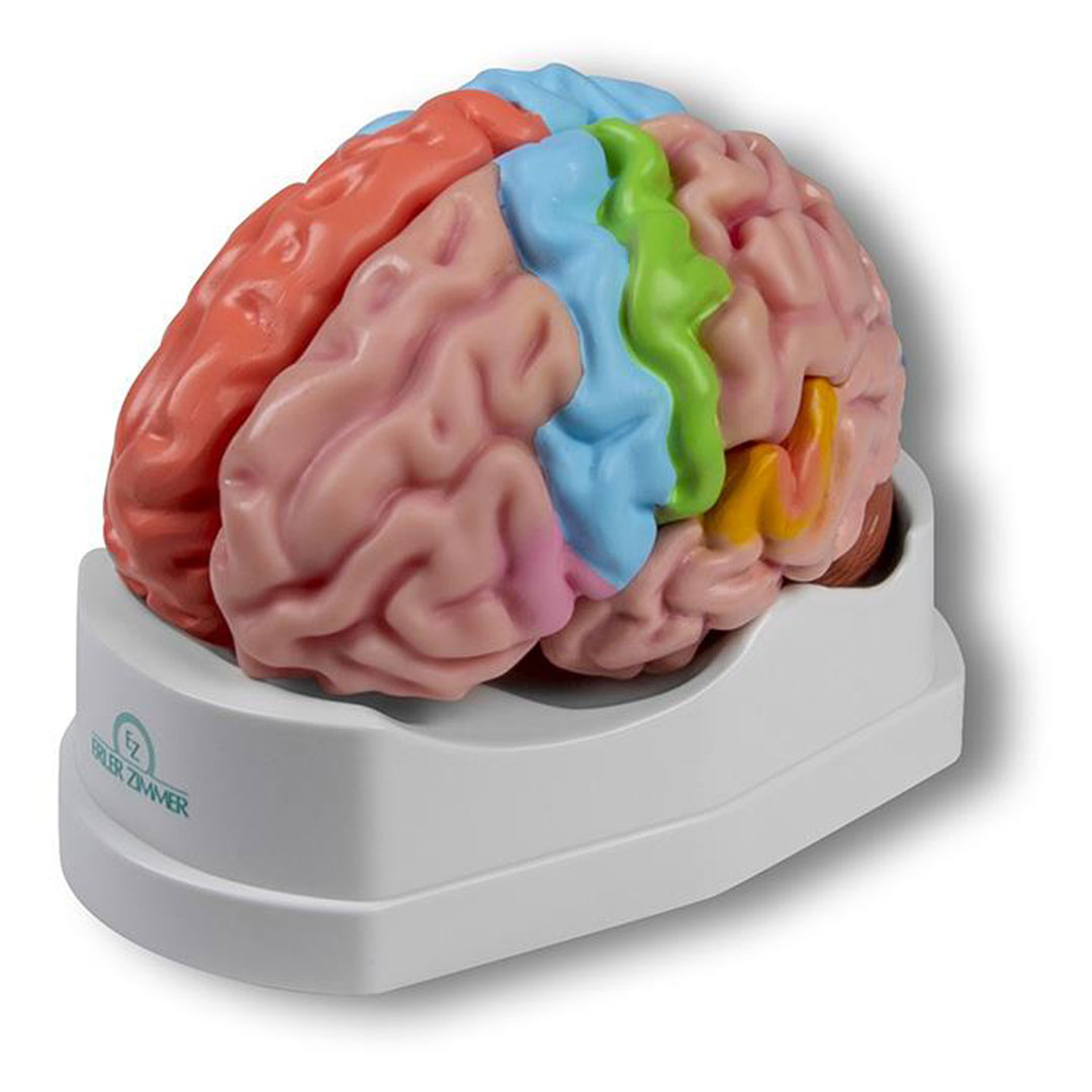 ERLER ZIMMER Gehirnmodell funktionell/regional, lebensgroß, 5-teilig - EZ Augmented Anatomy