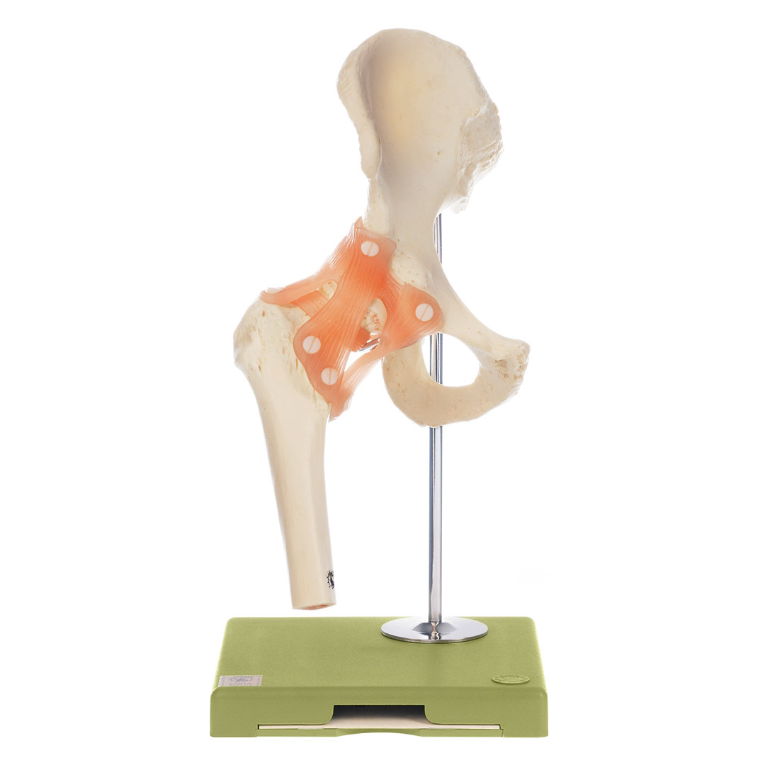 SOMSO® Funktionsmodell Hüftgelenk
