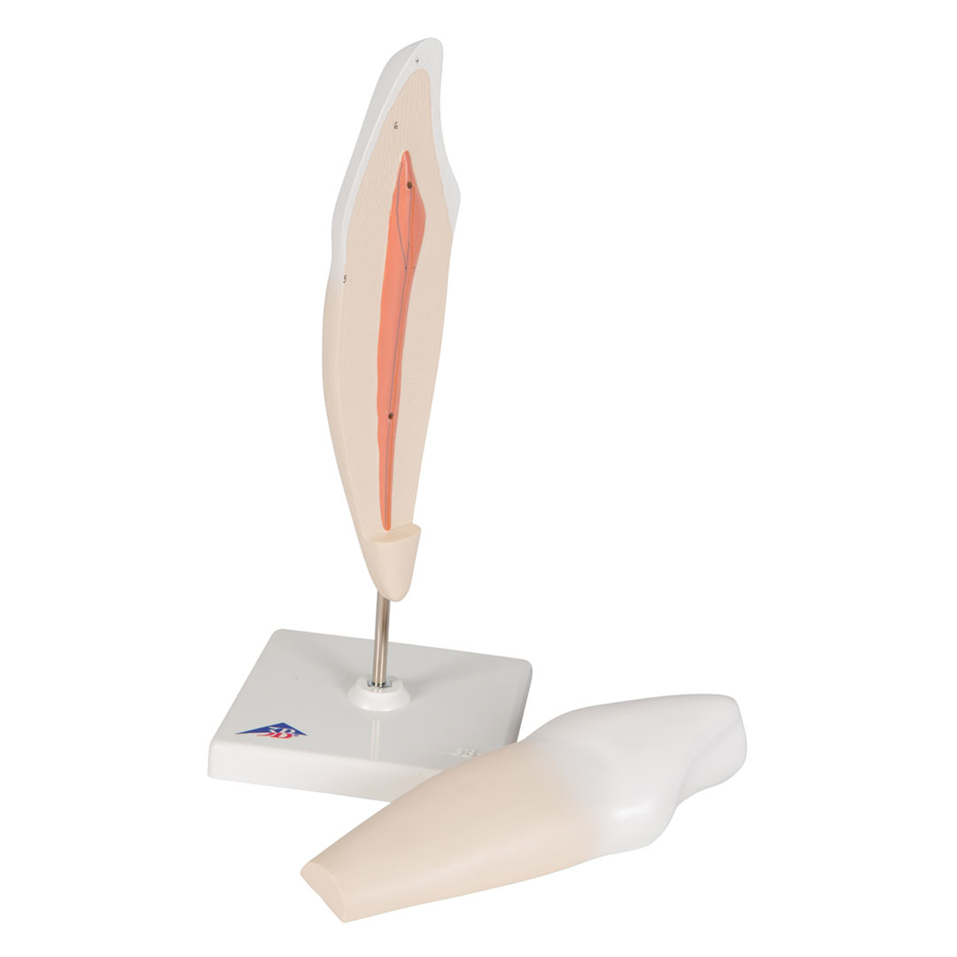 3B SCIENTIFIC Eckzahn, unten (D10/2)